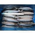 Frozen Pacific Mackerel 100-200 200-300g For Wholesale